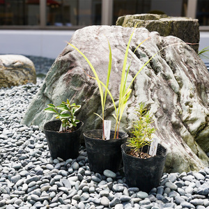 BS182_お茶・ティーセット 花 苗 植物 家庭菜園 花壇 プランター ガーデニング