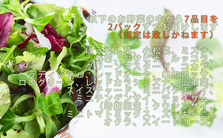 CQ020_【定期便】オーガニック葉物野菜セット【植物性で育てた完全無農薬の葉野菜ブランド有機JAS】 6回定期便