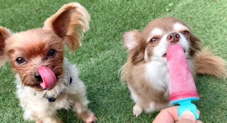 DT009_犬の無添加おやつ☆お砂糖不使用無添加アイスキャンディ