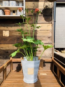 Eg0 ラナンキュラス ラックス エリス 鉢植えヴィンテージ鉢カバー入り 佐賀県みやき町 ふるさと納税サイト ふるなび