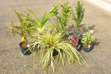 Bs024 洋派aガーデニングセット8種 花 苗 植物 アレンジ 春 夏 花壇 プランター イングリッシュ 厳選 数量限定 佐賀県みやき町 ふるさと納税サイト ふるなび Bs024 洋派aガーデニングセット8種 花 苗 植物 アレンジ 春 夏 花壇 プランター イングリッシュ 厳選 数量限定 佐賀県みやき町 ふるさと納税サイト ふるなび