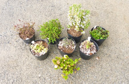 Bs029 ハーブaセット8種 苗 植物 アレンジ 春 夏 花壇 プランター 家庭菜園 観葉植物 お料理 芳香 観賞 厳選 おまかせ 数量限定 佐賀県みやき町 ふるさと納税サイト ふるなび Bs029 ハーブaセット8種 苗 植物 アレンジ 春 夏 花壇 プランター 家庭菜園 観葉植物 お料理 芳香 観賞 厳選 おまかせ 数量限定 佐賀県みやき町 ふるさと納税サイト ふるなび