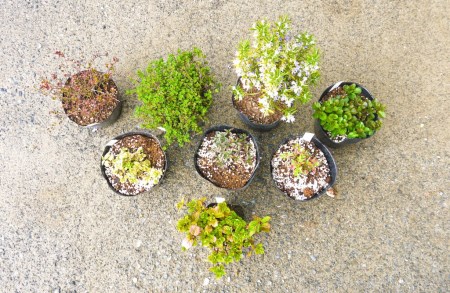 Bs029 ハーブaセット8種 苗 植物 アレンジ 春 夏 花壇 プランター 家庭菜園 観葉植物 お料理 芳香 観賞 厳選 おまかせ 数量限定 佐賀県みやき町 ふるさと納税サイト ふるなび