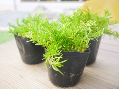 Bs051 シバザクラ ダニエル10個 花 苗 植物 家庭菜園 花壇 プランター ガーデニング 佐賀県みやき町 ふるさと納税サイト ふるなび