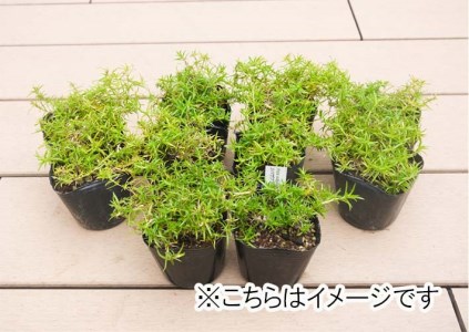 BS158_シバザクラ　モンブラン20個 花 苗 植物 家庭菜園 花壇 プランター ガーデニング 芝桜