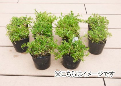 BS159_シバザクラ　タマノナガレ20個 花 苗 植物 家庭菜園 花壇 プランター ガーデニング 芝桜