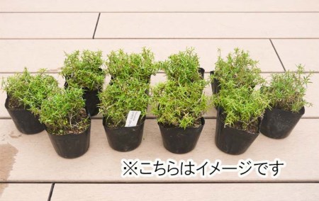 BS160_シバザクラ　スカーレット20個 花 苗 植物 家庭菜園 花壇 プランター ガーデニング 芝桜