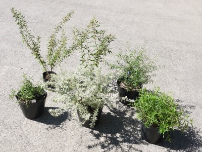 Bs063 洋派セット 花 苗 植物 家庭菜園 花壇 プランター ガーデニング 佐賀県みやき町 ふるさと納税サイト ふるなび