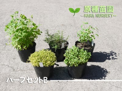 Bs066 ハーブセットb 花 苗 植物 家庭菜園 花壇 プランター ガーデニング 佐賀県みやき町 ふるさと納税サイト ふるなび