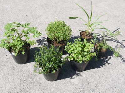 Bs067 ハーブセットc 花 苗 植物 家庭菜園 花壇 プランター ガーデニング 佐賀県みやき町 ふるさと納税サイト ふるなび