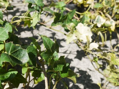 Bs071 ヘデラセットｂ 花 苗 植物 家庭菜園 花壇 プランター ガーデニング 佐賀県みやき町 ふるさと納税サイト ふるなび