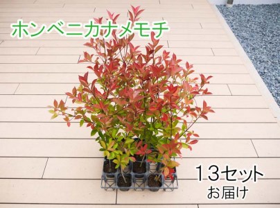 Bs072 生垣セットa 花 苗 植物 家庭菜園 花壇 プランター ガーデニング 佐賀県みやき町 ふるさと納税サイト ふるなび
