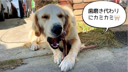 FB142_大型犬向け☆天然いのししのスモーク骨ガム3本