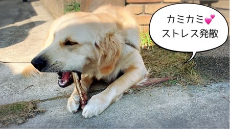 FB145_大型犬向け☆天然いのししのスモーク骨ガム6本