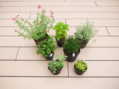 Bs086 ハーブセットc 花 苗 植物 家庭菜園 花壇 プランター ガーデニング 佐賀県みやき町 ふるさと納税サイト ふるなび