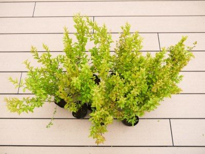 BS179_ユキヤナギ【白】 花 苗 植物 家庭菜園 花壇 プランター ガーデニング