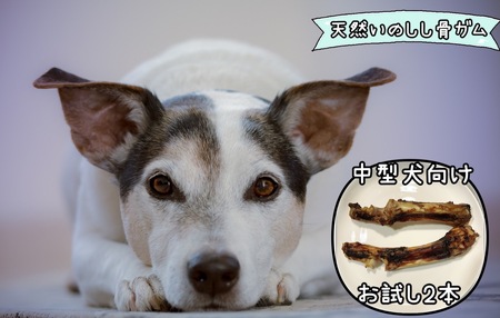 FB131_【お試し2本】中型犬向け☆天然いのししの骨ガム