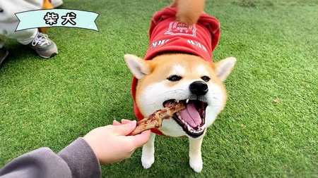 FB131_【お試し2本】中型犬向け☆天然いのししの骨ガム