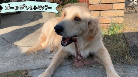 FB132_【お試し1本】大型犬向け☆天然いのししの骨ガム