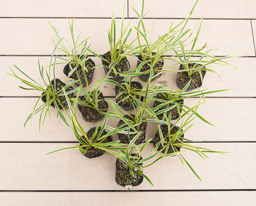 BS147_フイリヤブラン12本セット　花 苗 植物 家庭菜園 花壇 プランター