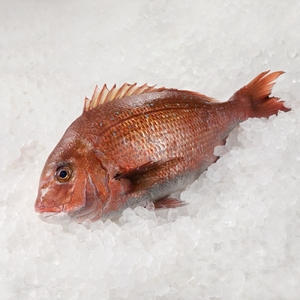 海鮮Premium定期便（12回）｜定期便【Z103】