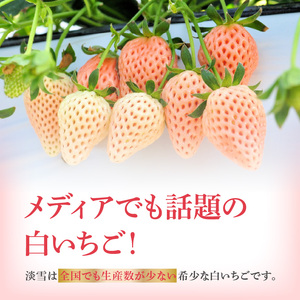 玄海町産白いちご 淡雪DX 4パック｜白苺 希少 淡雪 果物 フルーツ 旬【D021】