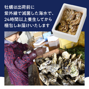 仮屋湾の真牡蠣 1.5kg【殻付き】（12月配送）【D010-12】