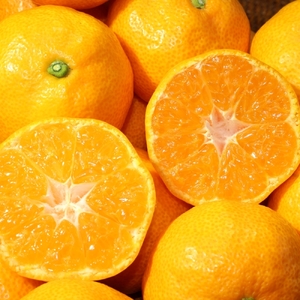 【12回定期便】丸福 お肉とフルーツ 定期便／ 佐賀牛 ハンバーグ キンショウメロン ハウスみかん【Z041】