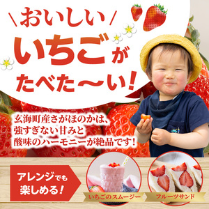 ★予約受付★渡邉農園 佐賀県玄海町産いちご「さがほのか」2026年1月～4月順次配送 ／ さがほのか【D016】