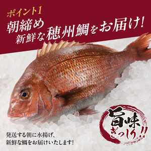 朝締め穂州鯛 サク2人前（12月配送）／ 真鯛 刺身【A127-12】