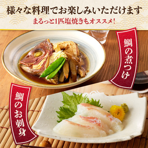 穂州鯛(下処理あり)/ 真鯛 1尾 刺身【B160】