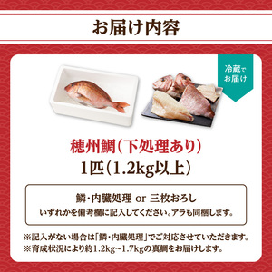 穂州鯛(下処理あり)/ 真鯛 1尾 刺身【B160】