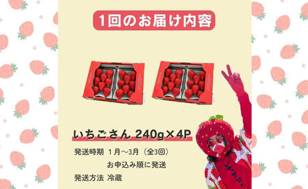 ＜予約受付＞【3回定期便】有田いちご 朝摘み完熟いちご4パックを毎月お届け！ (1月～3月の全3回) 240g×4パック【みゆきファーム】有機肥料にこだわった美味しいいちごです いちごさん F40-12
