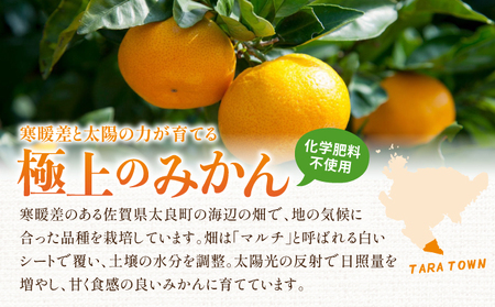 蔵入りみかん4.5kg／ふるさと納税 佐賀 みかん オレンジ フルーツ濃厚 甘い 酸味 大町 贈答 ギフト 贈り物 42ik-003