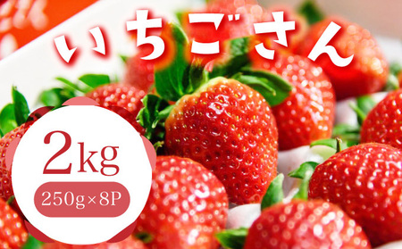 佐賀産 いちごさん8パック【41nf-007】