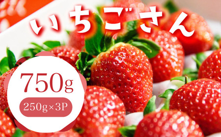 佐賀産 いちごさん3パック【41nf-008】