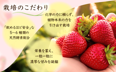 佐賀県産 いちごさん960g(240g×4P)3月～4月発送