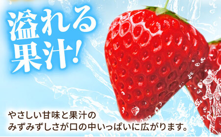 【1月〜3月発送】いちごさん240g×4 HAM087 いちご 果物 フルーツ