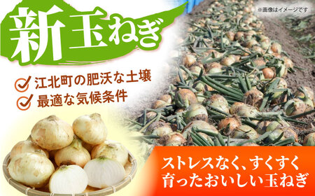 【先行予約】 新玉ねぎ 10kg 【吉祥】[HDG016]