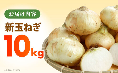 【先行予約】 新玉ねぎ 10kg 【吉祥】[HDG016]