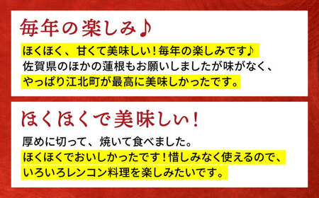 ＜先行予約＞【特別栽培農産物 認定】地元江北町産 泥付き蓮根 3kg【百武青果】 [HAE001]レンコン れんこん 野菜 佐賀