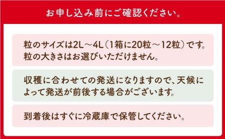 【先行予約】【農薬0への挑戦】【1?2月発送】王様のいちご さがほのか 800g（400g×2箱）【むらおか農園】 [HAF010]フルーツ 果物 イチゴ 苺