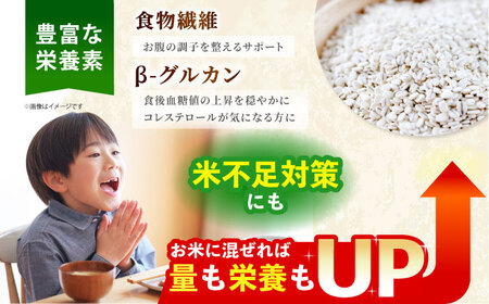 【全6回定期便】押麦500g 1等麦使用 葦農 HAJ038