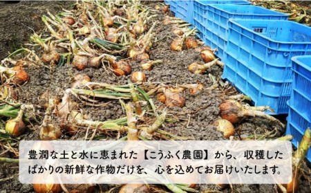 【先行予約】江北町産 新玉ねぎ 10kg【こうふく農園】 [HBA002] たまねぎ 玉ねぎ 新たまねぎ 早生 野菜 たまねぎ 玉ねぎ