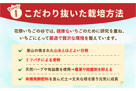 【先行予約】【五感で楽しむ】いちご狩り体験ペアチケット【花祭いちごの谷】HBN002 チケット