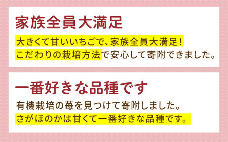 【12～4月発送】いちごさん・さがほのか 計500g  [HBN003] いちご いちご いちご いちご いちご いちご