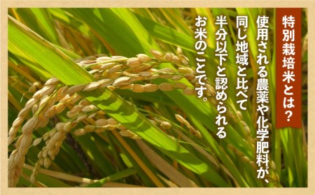 【全12回定期便】特別栽培米 さがびより 玄米 10kg【だいちの家】特A米 特A評価[HAG021]