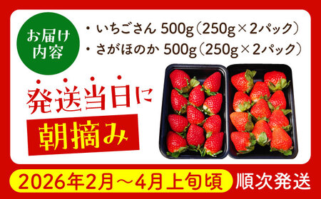 【2〜4月発送】いちごさんさがほのか計4パック1kg HAF020 いちご