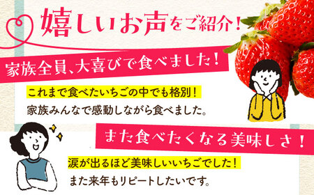 【2〜4月発送】さがほのか250g×2 HAF022 いちご 果物 フルーツ いちご