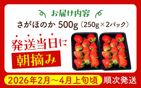 【2〜4月発送】さがほのか250g×2 HAF022 いちご 果物 フルーツ いちご